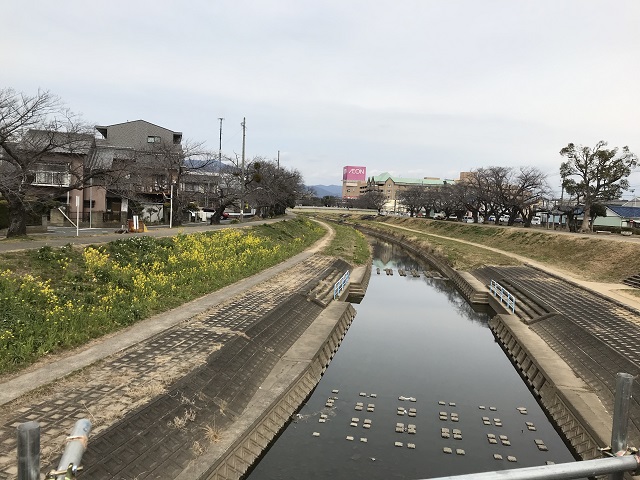 花を咲かせる1週間前の佐奈川の堤防
