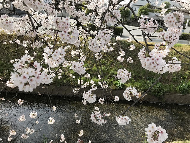 川の水辺近くまで垂れ下がった桜