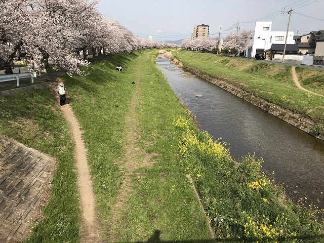 佐奈川の堤防の満開の桜