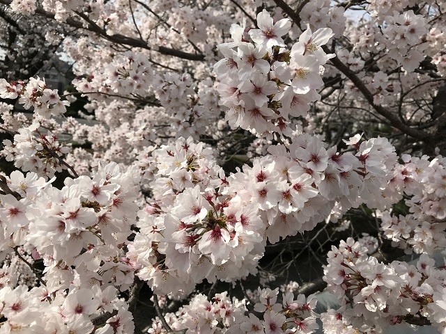 佐奈川の昨年の満開の時の桜