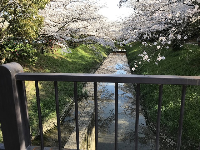 水に映し出されている桜