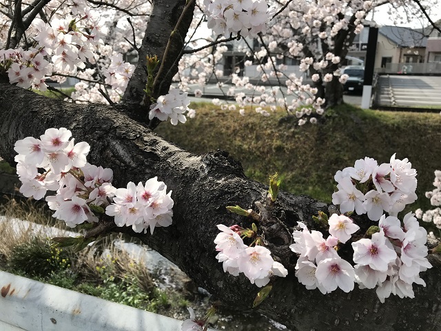 枝の剪定後のあたりから咲いている桜の花