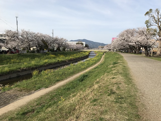 佐奈川の堤防の桜並木
