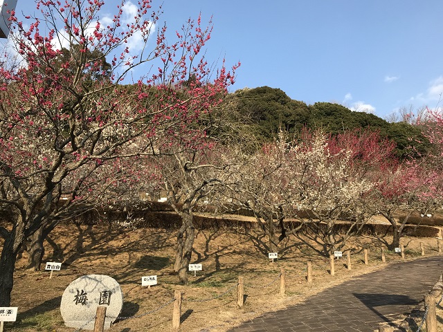 赤塚山公園梅まつり